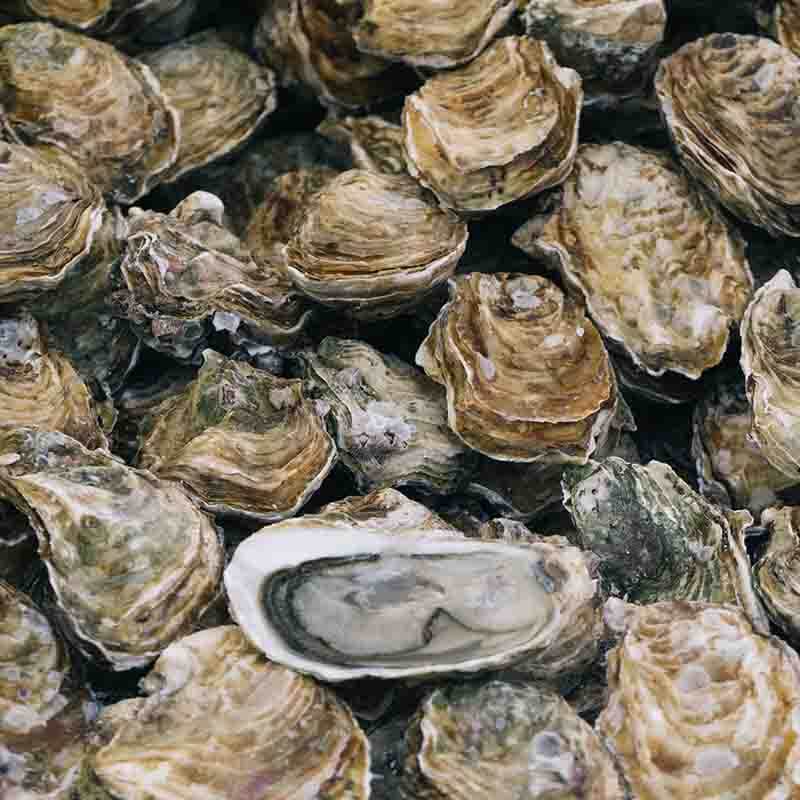 Batch of Malpeque Bay Oysters laying in a pile